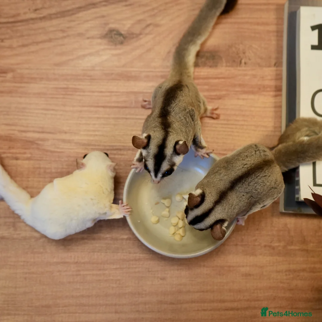 Sugar Glider rodents for sale: 3 Female Gliders Seeking Loving Home – London - Advert 8