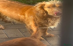 Cocker Spaniel dogs for sale: Cocker spaniels GIRLS  - Image 1