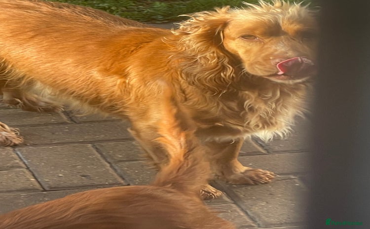Cocker Spaniel dogs - Advert 1