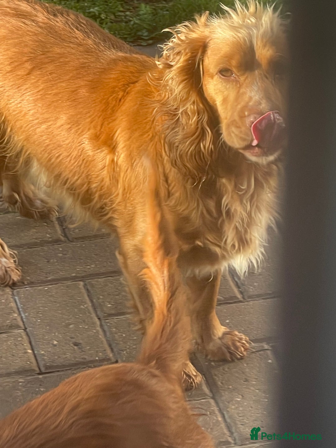 Cocker Spaniel dogs for sale: Cocker spaniels GIRLS  - Image 1