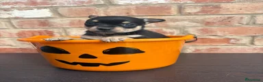Chihuahua 5