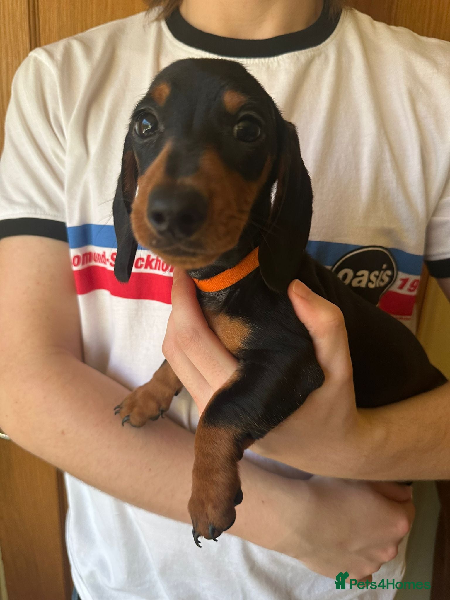 Miniature Dachshund dogs miniature dachshund puppies - Advert 2