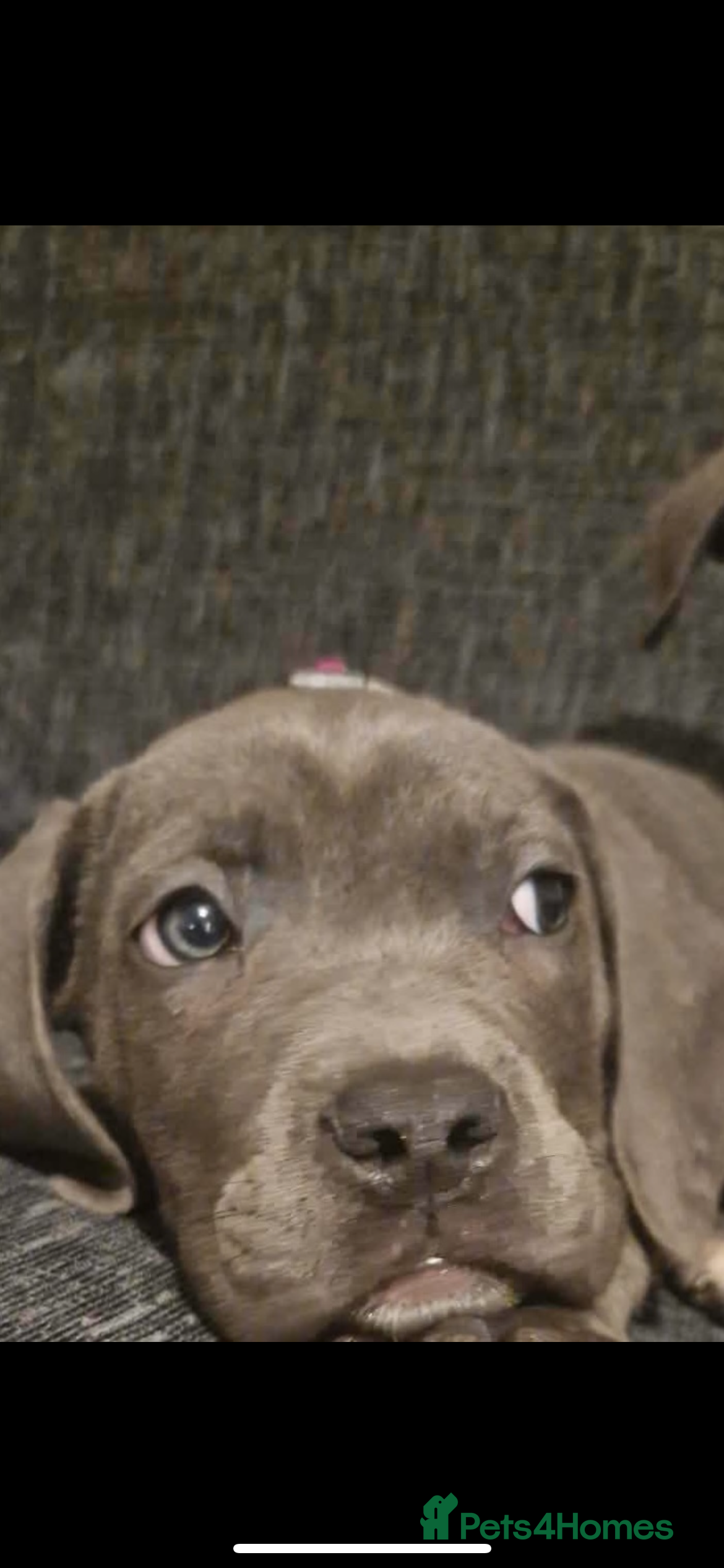 Mixed Breed dogs Cane corso X Staffordshire bull terrier last1left - Advert 19