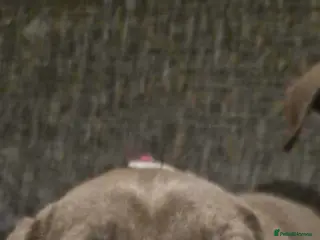 Mixed Breed dogs Cane corso X Staffordshire bull terrier last1left - Advert 19