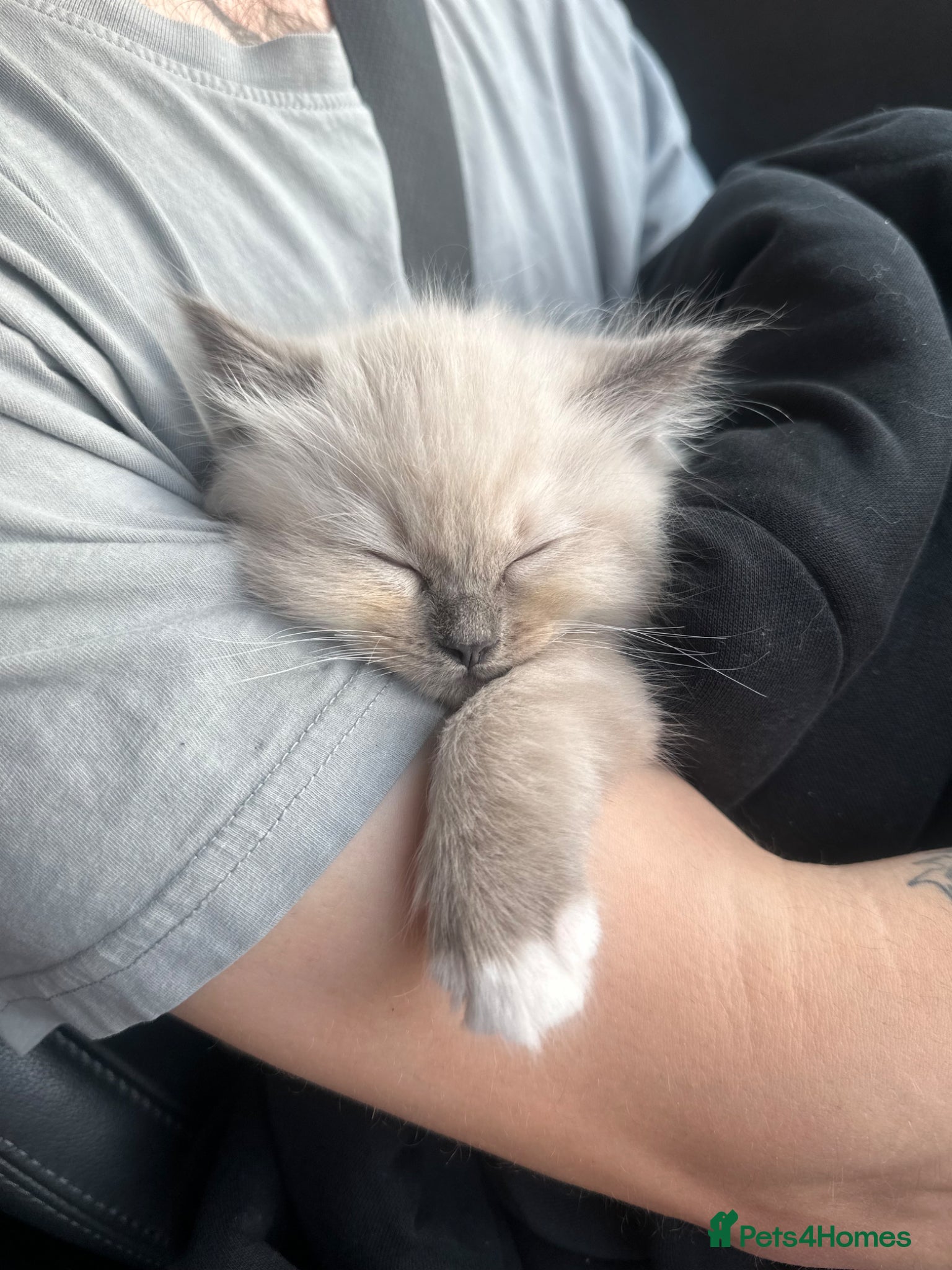 Ragdoll cats Blue mitted Ragdoll kitten - Advert 2