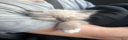 Ragdoll cats for sale: Blue mitted Ragdoll kitten - Advert 1