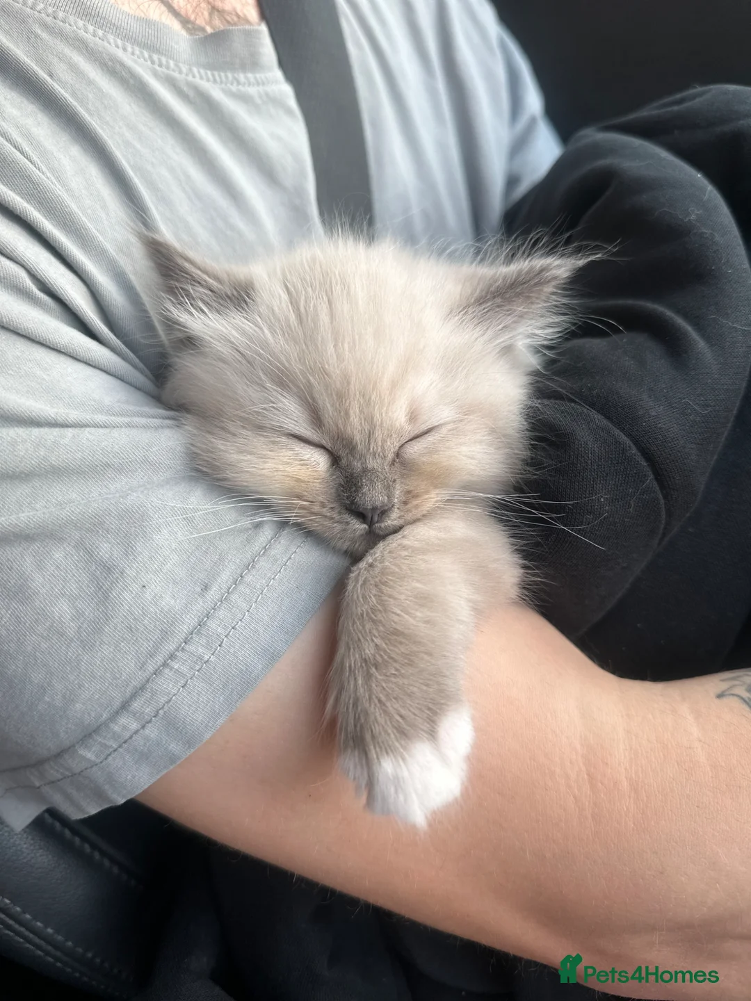 Ragdoll cats for sale: Blue mitted Ragdoll kitten - Advert 1