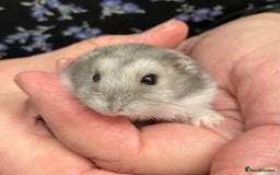 Hamster rodents for sale: Baby Winter White Russian hamsters from show stock - Image 10