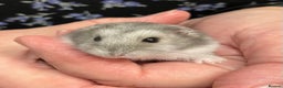 Hamster rodents for sale: Baby Winter White Russian hamsters from show stock - Advert 10