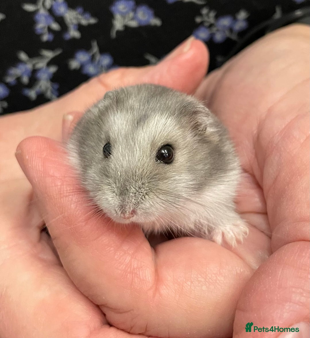 Hamster rodents for sale: Baby Winter White Russian hamsters from show stock - Image 10
