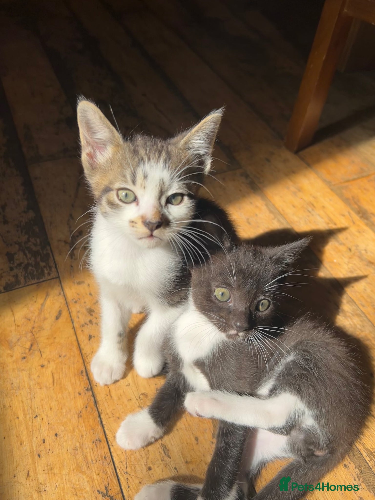 Mixed Breed cats Cute two available kittens  - Advert 2