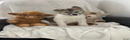 Siberian Husky dogs for sale: Siberian husky puppies  - Advert 4