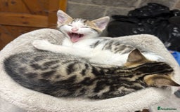 Bengal cats for sale: Stunning Bengal Kittens - Image 2