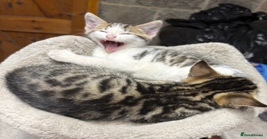 Bengal cats - Advert 8