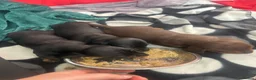Miniature Dachshund dogs for sale: Miniature dachshund puppies for sale pure breed - Advert 4