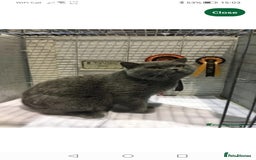 British Shorthair cats for sale: REDUCED LAST 4 REMAINING! TICA BRITISH SHORTHAIRS - Image 16