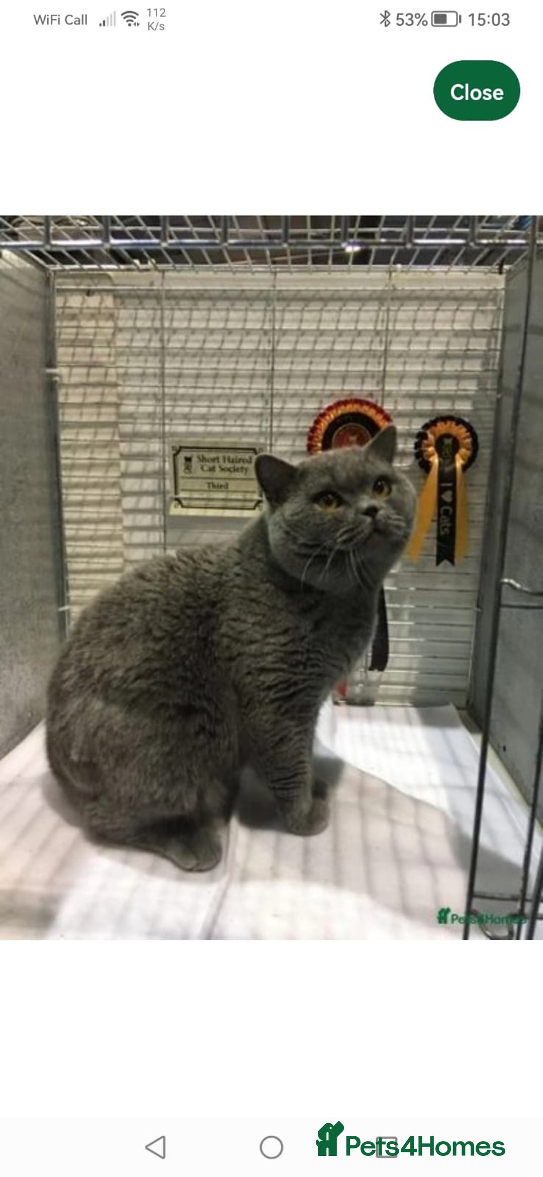 British Shorthair cats for sale: REDUCED LAST 4 REMAINING! TICA BRITISH SHORTHAIRS - Image 16