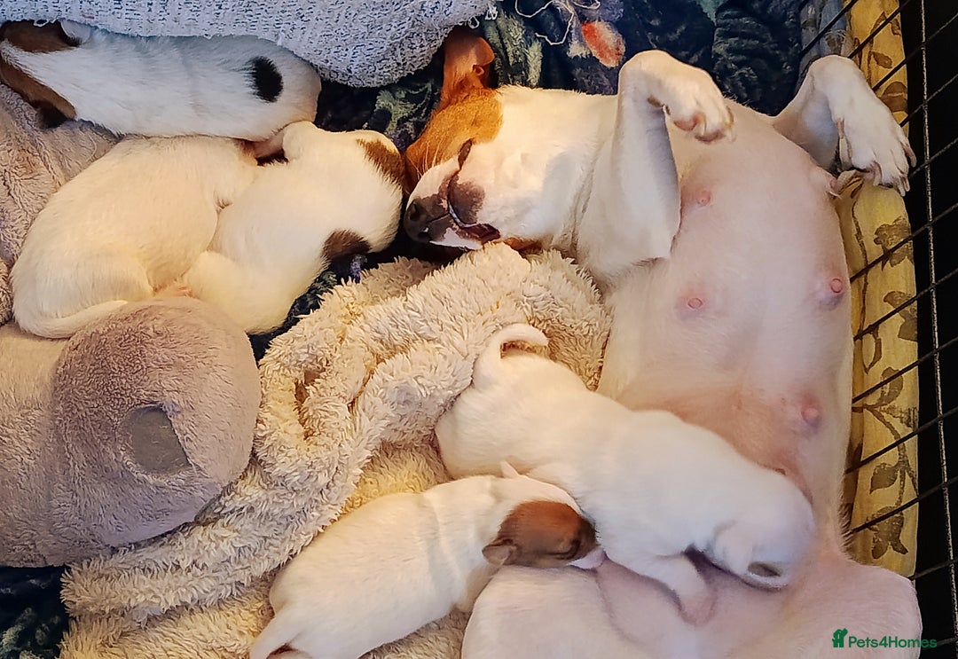 Jack Russell dogs for sale: 🤎🐶 Adorable Jack Russell Terrier Puppies✨ - Advert 26