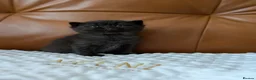 British Shorthair cats for sale: GCCF registered British Shorthair/ LH kittens  - Advert 2