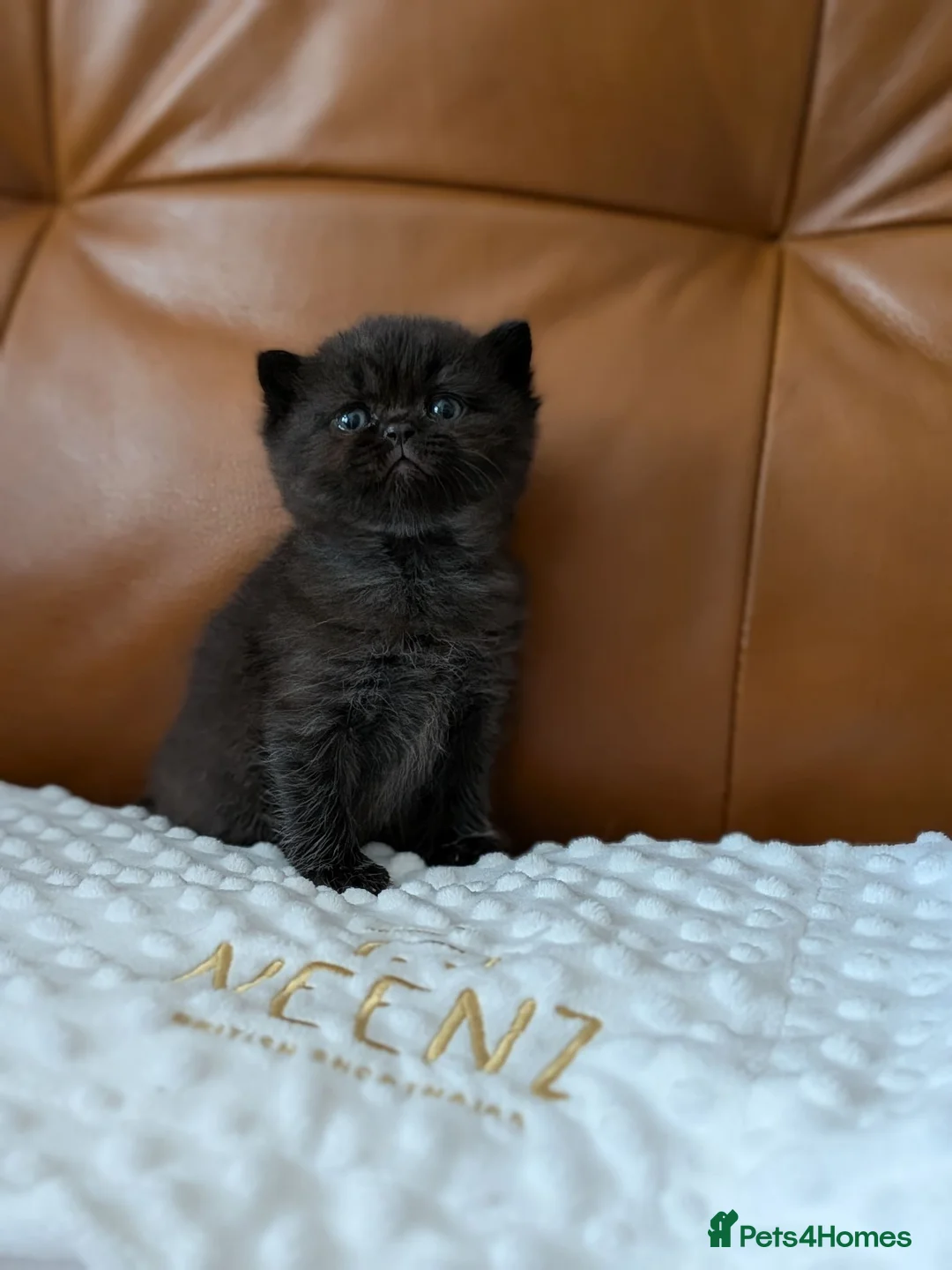 British Shorthair cats for sale: GCCF registered British Shorthair/ LH kittens  - Advert 2