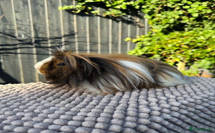 Guinea Pig rodents 2 year old male piggy  - Advert 16