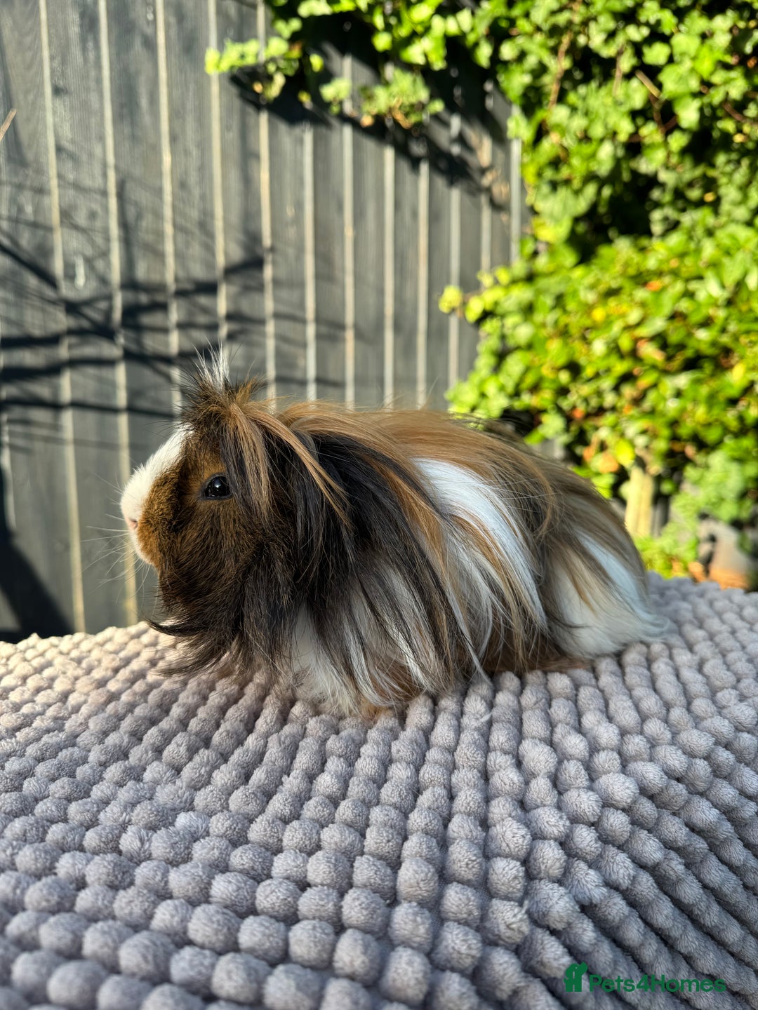 Guinea Pig rodents for sale: 2 year old male piggy  - Advert 4