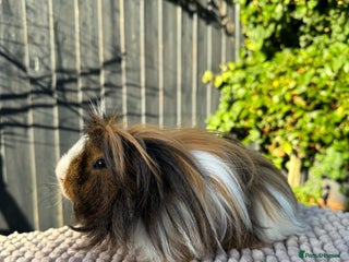Guinea Pig rodents for sale: 2 year old male piggy - Advert 1
