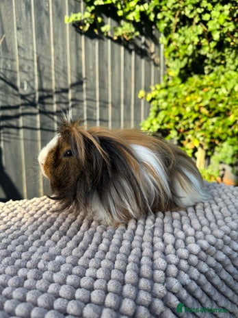 Guinea Pig rodents 2 year old male piggy - Advert 1