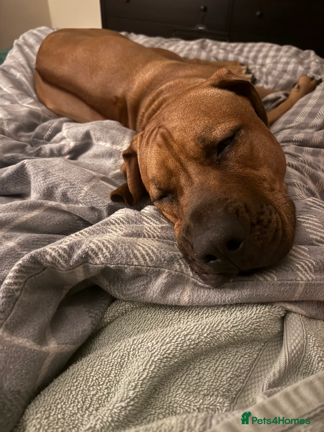 Rhodesian Ridgeback dogs for sale: Rhodi the ridgeback - Advert 4