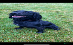 Mixed Breed dogs for sale: Cocker spaniel cross border collie puppies - Image 7