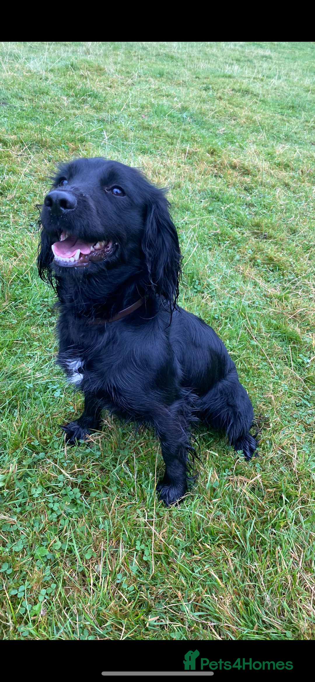 Mixed Breed dogs for sale: Cocker spaniel cross border collie puppies - Image 7