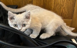 British Longhair cats for sale: 5 stunning British blues  - Image 4
