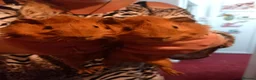Guinea Pig rodents for sale: Red guinea  pigs 8 weeks in Stevenage - Advert 2
