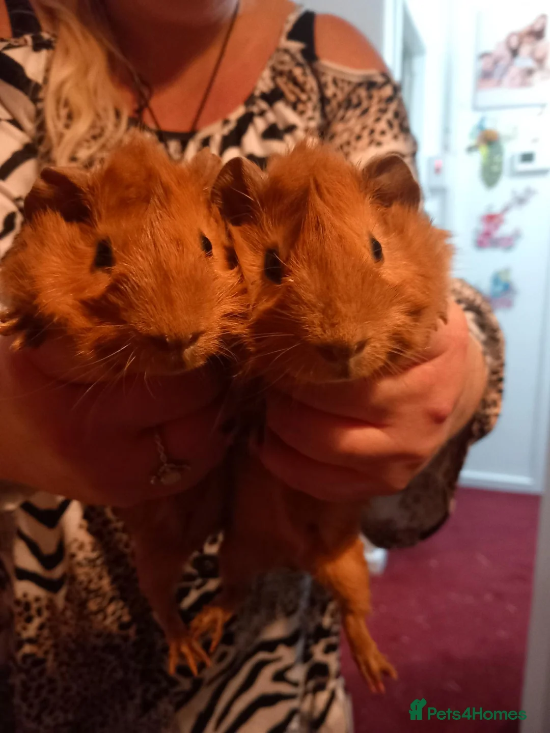 Guinea Pig rodents for sale: Red guinea  pigs 8 weeks in Stevenage - Advert 2