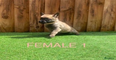 Belgian Shepherd Dog dogs - Advert 11