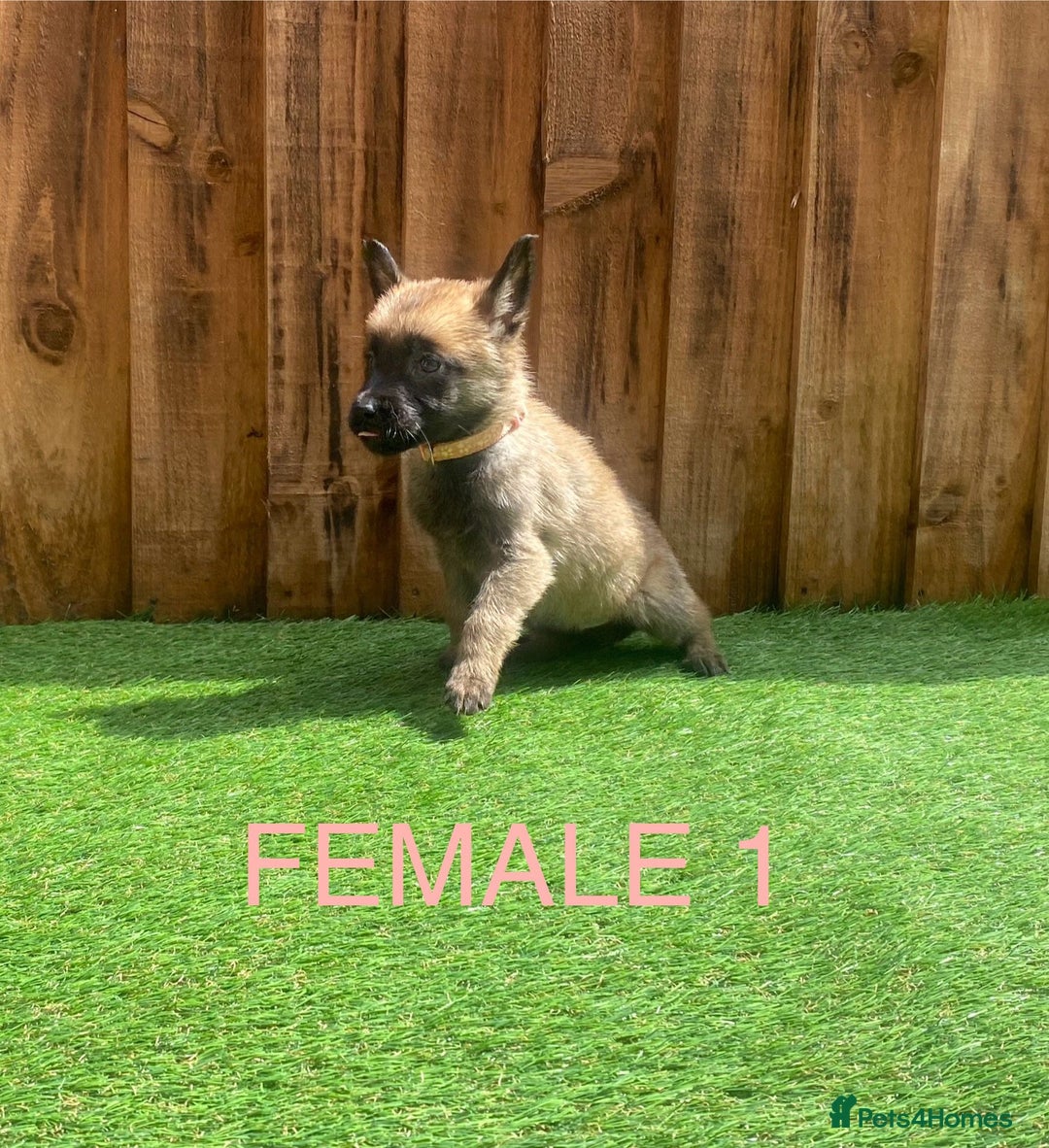Belgian Shepherd Dog dogs for sale: Beautiful Belgium Malinois pups for sale  - Image 2
