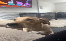 Labrador Retriever dogs for sale: handsome yellow lab - Advert 1