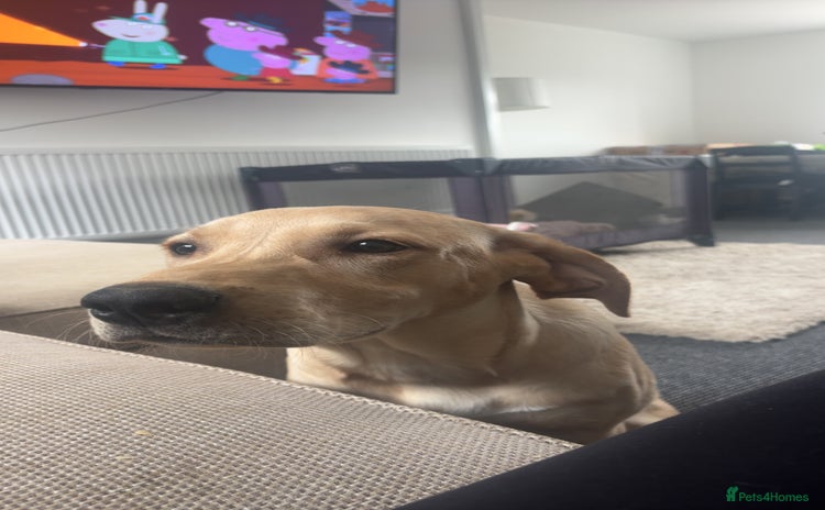 Labrador Retriever dogs handsome yellow lab - Advert 1