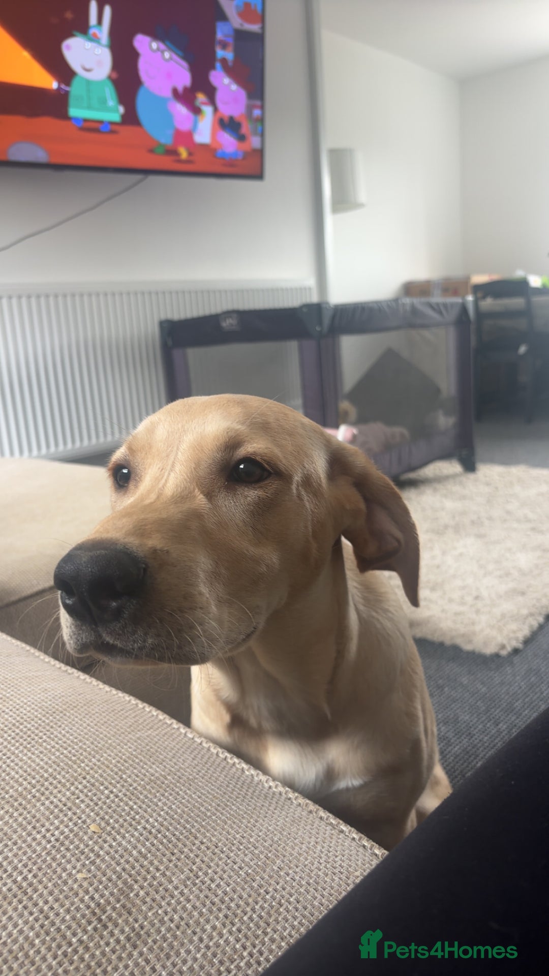 Labrador Retriever dogs for sale: handsome yellow lab - Advert 1