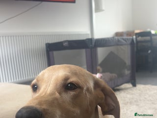 Labrador Retriever dogs handsome yellow lab - Advert 5