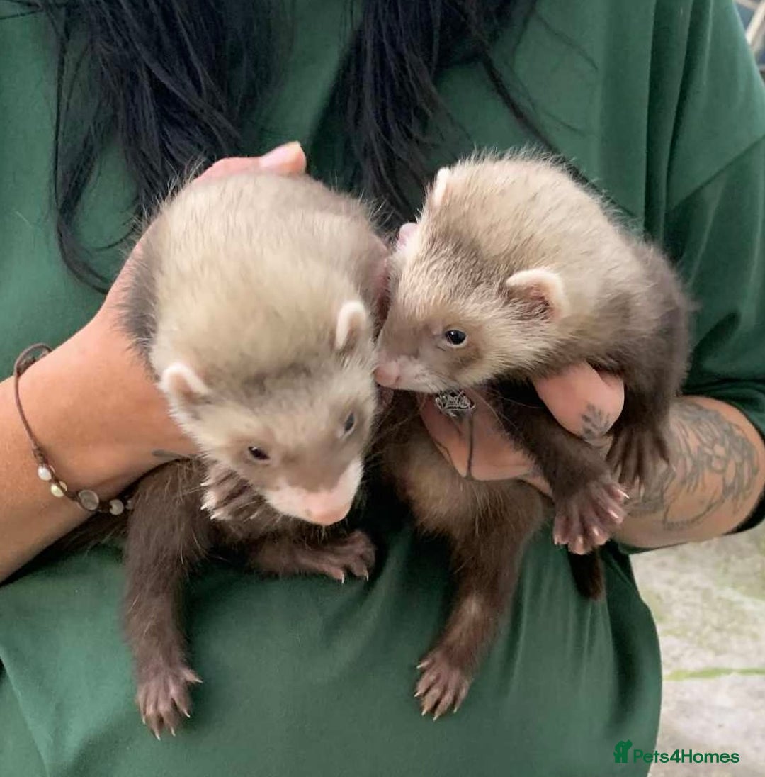 Ferret rodents for sale: Bonded brothers  - Image 2