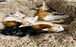 British Shorthair cats for sale: Bundle of joy  - Image 13