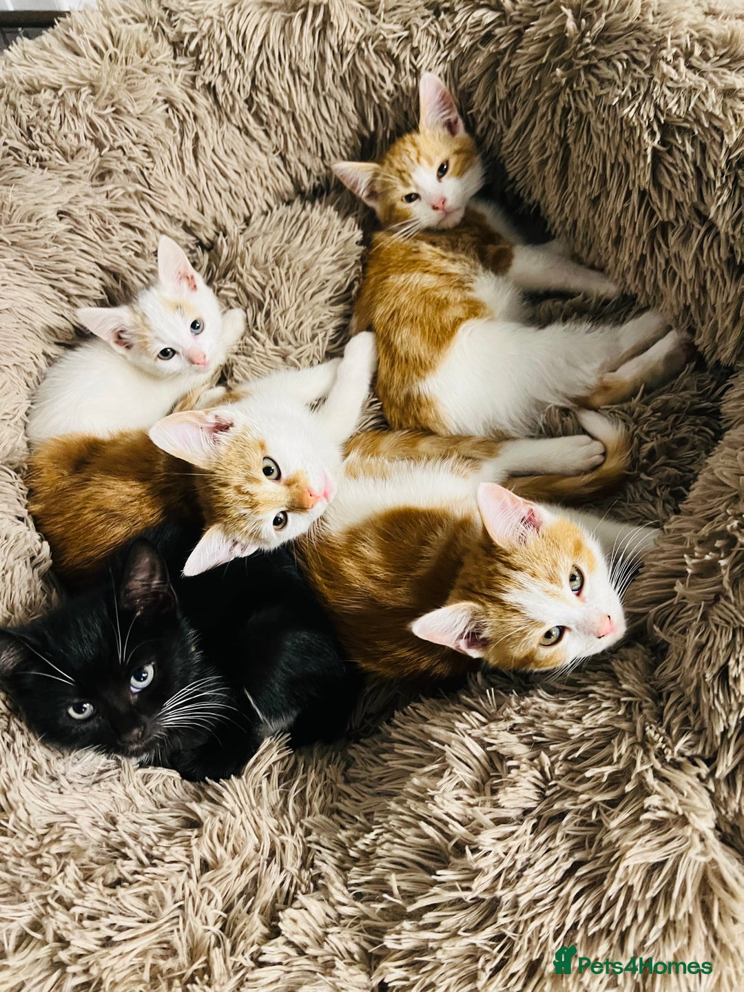 British Shorthair cats for sale: Bundle of joy  - Image 13