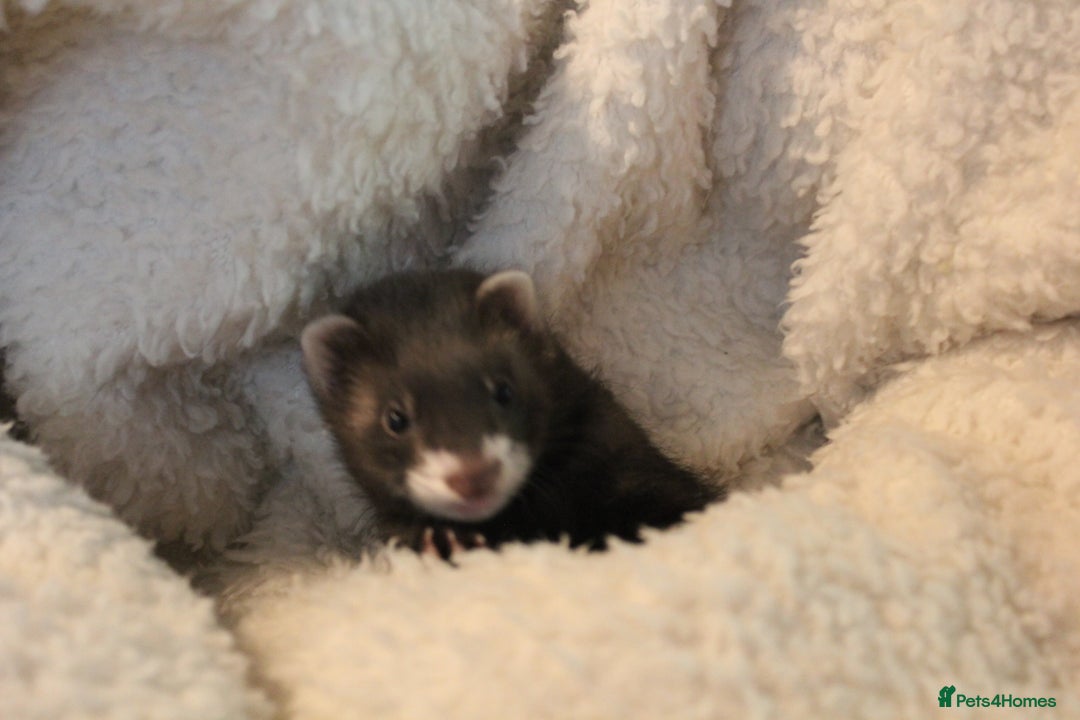 Ferret rodents for sale: Jills and hob ferrets - Advert 2