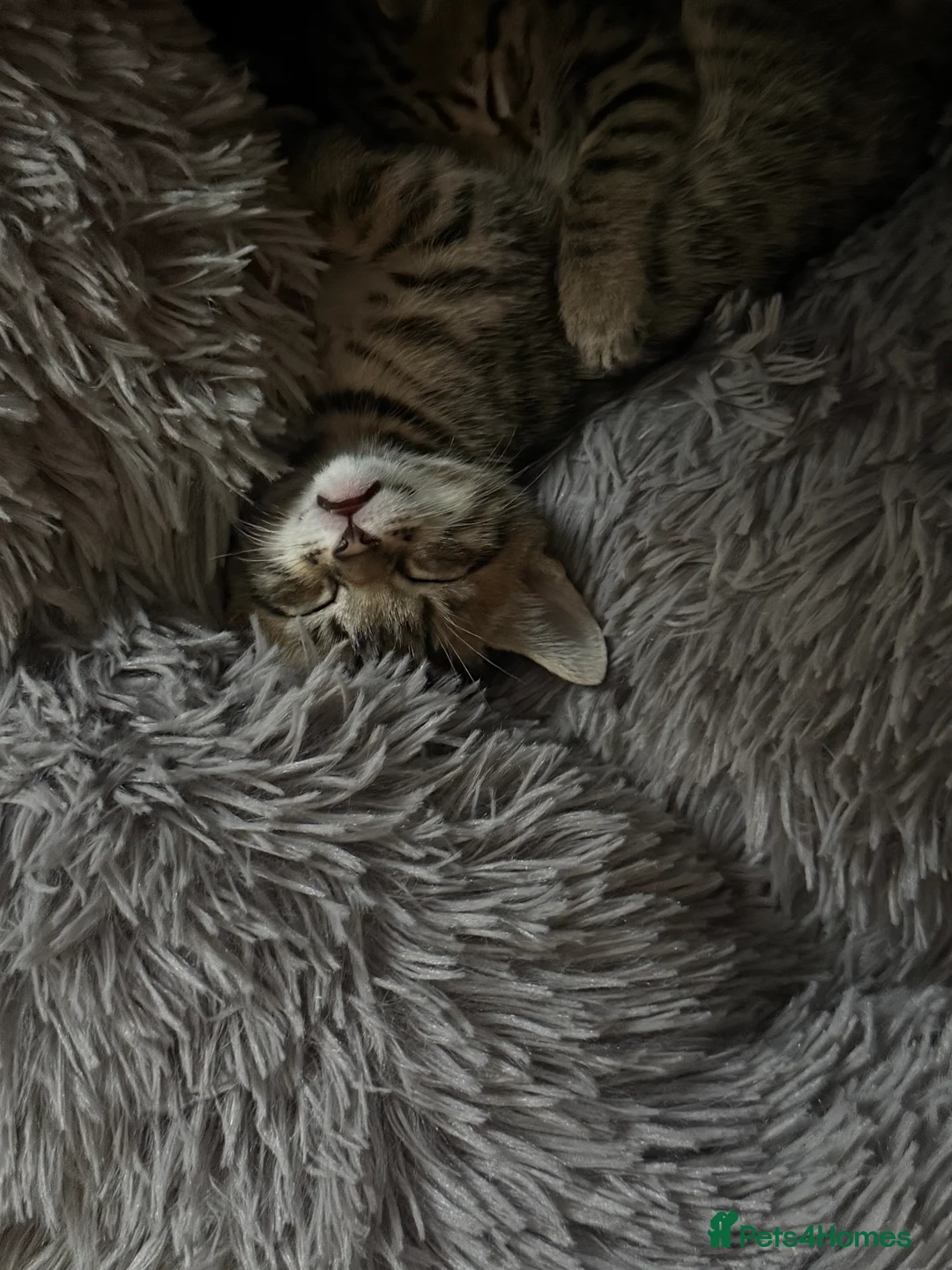 Bengal cats for sale: 1/2 bengal kittens available in London - Advert 2