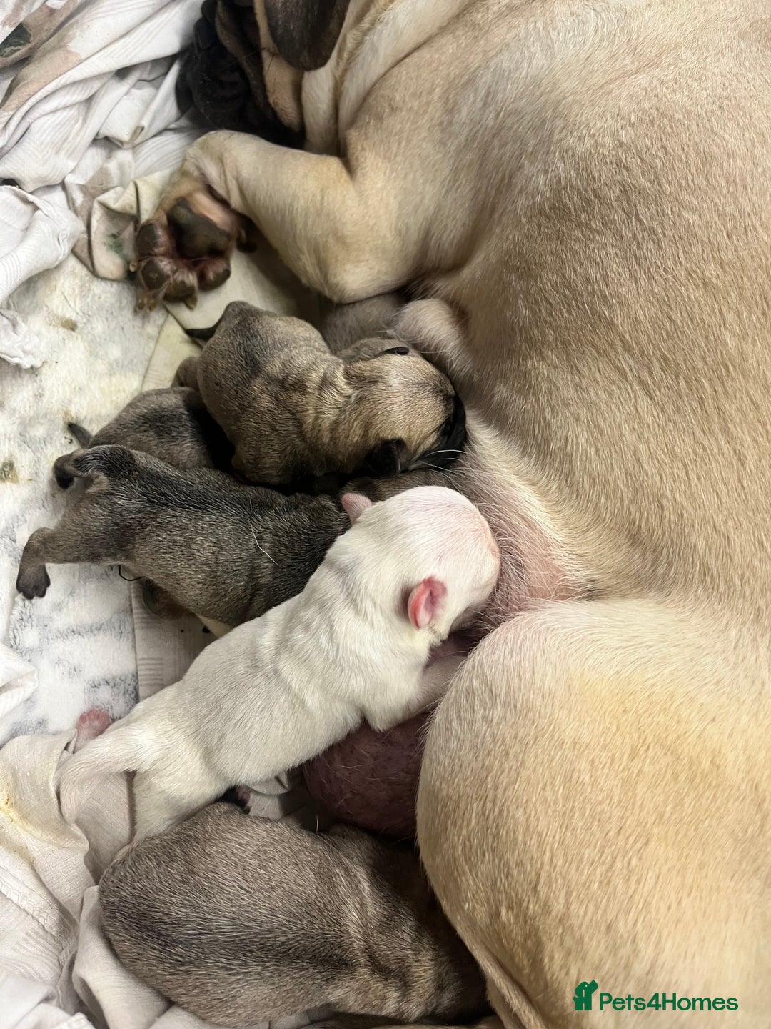 Frug dogs for sale: Pug puppies  - Advert 1