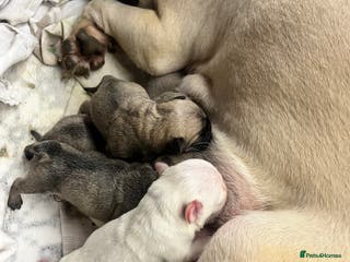 Frug dogs Pug puppies - Advert 8