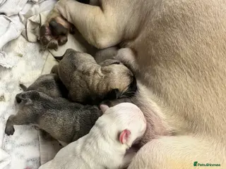 Frug dogs Pug puppies - Advert 5