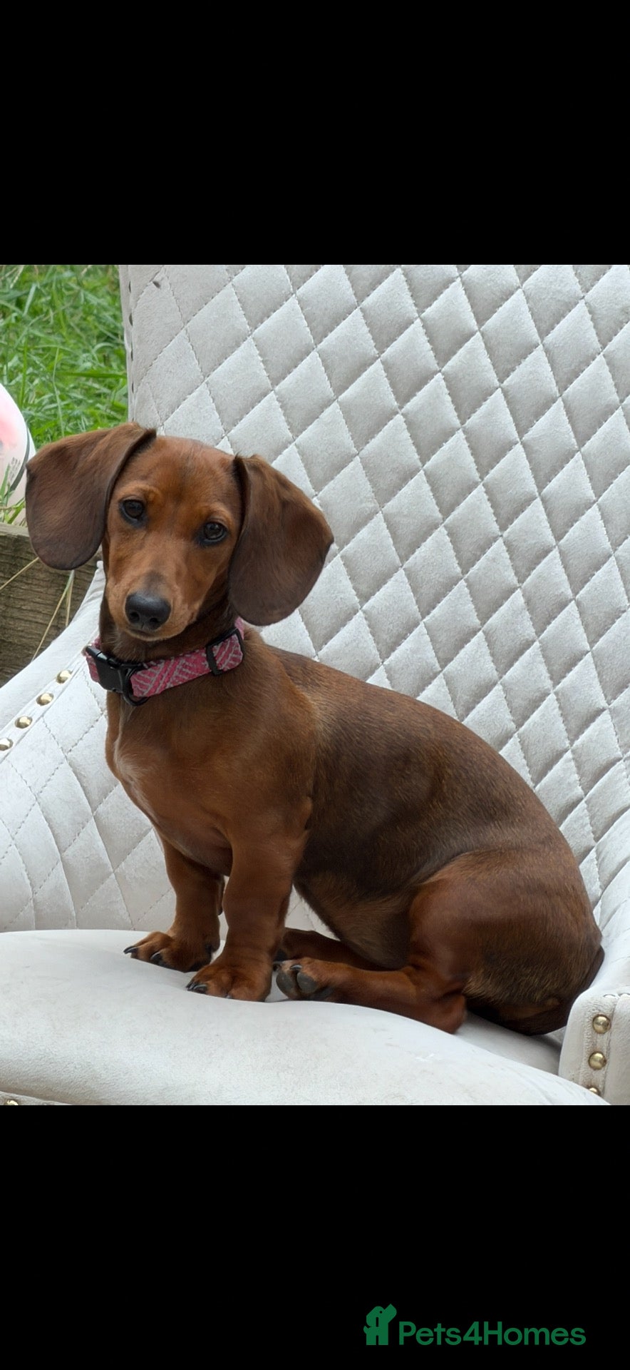 Dachshund dogs for sale: Female dachshund  - Advert 7