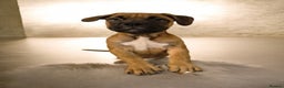 Mixed Breed dogs for sale: Bullmastiff x puppies 🐶  - Advert 29